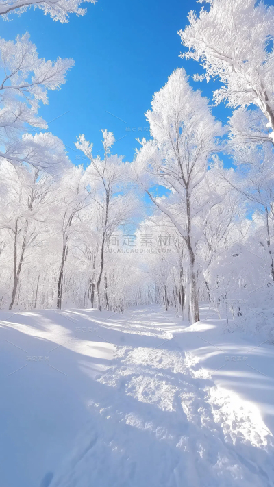 冬天通用实景树林背景