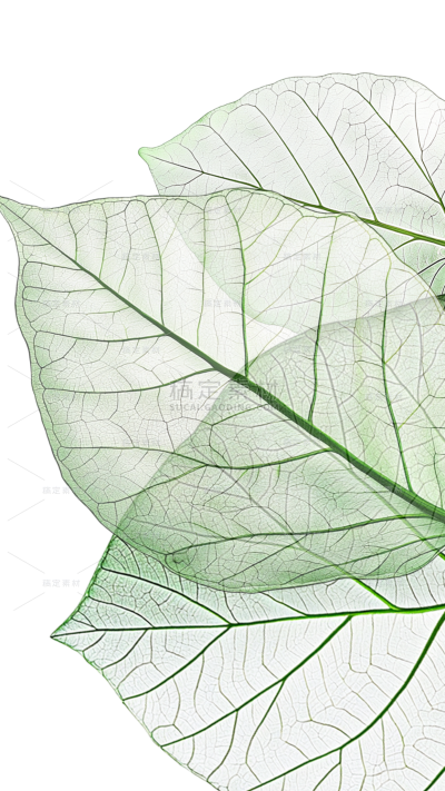 植物系列写实树叶机理脉络图