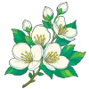 手绘茉莉花