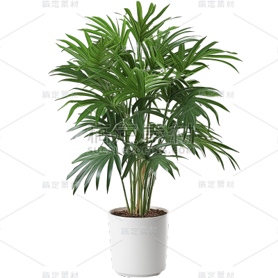 植物通用实景盆栽绿植元素素材