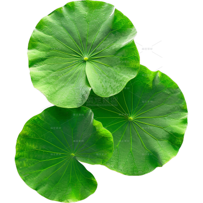 植物系列写实多片叶片元素