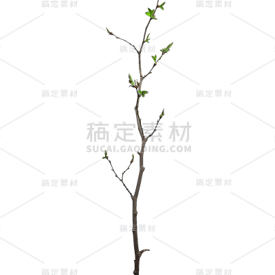 植物通用实景细树枝元素素材