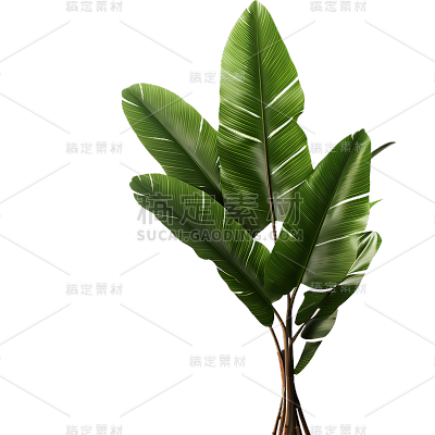 通用绿色植物叶子树叶装饰元素