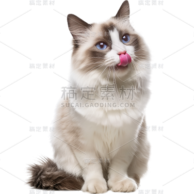 通用-写实长毛猫贴纸 动物系列