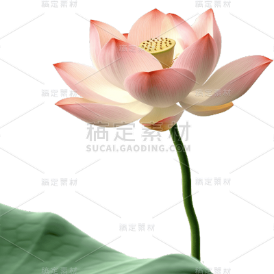 夏天夏季夏日荷花荷叶