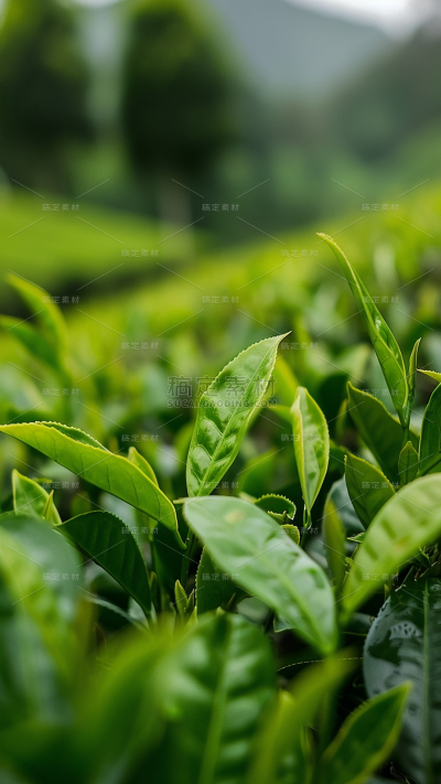植物通用实景绿色茶叶茶园场景背景图片素材