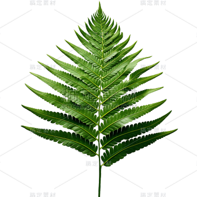 植物绿叶叶子