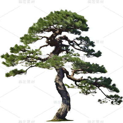 通用实景树木绿色植物松树元素贴纸