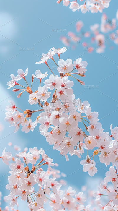 植物通用实景樱花天空仰拍场景背景图片素材