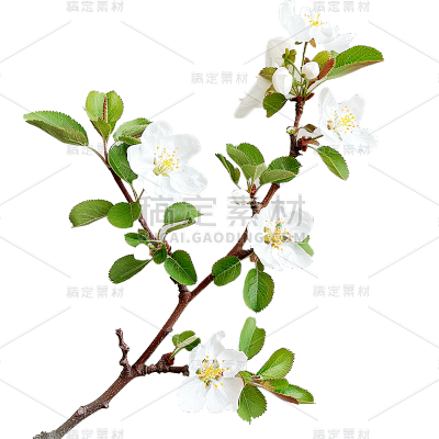 植物通用实景梨花花朵元素素材