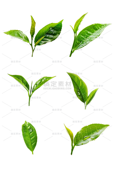 植物通用实景绿色茶叶芽元素素材