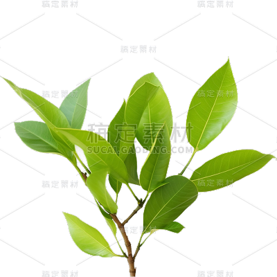 绿色树叶静态贴纸