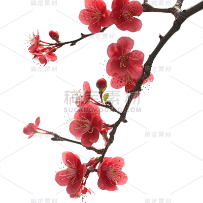 红色梅花