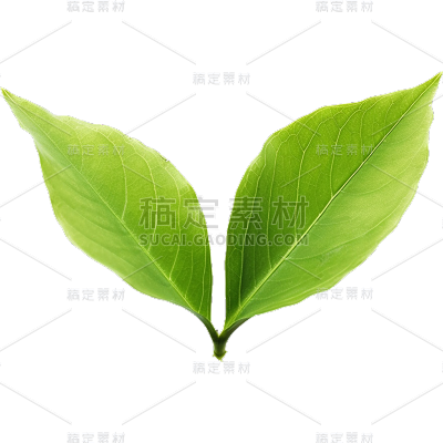 通用绿色树叶植物叶子元素贴纸