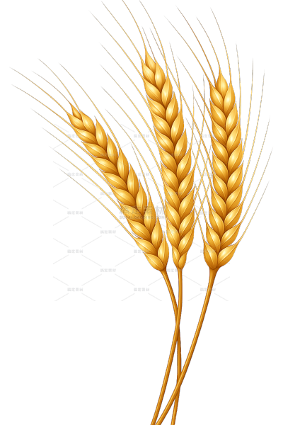 植物系列插画风麦穗元素（td）