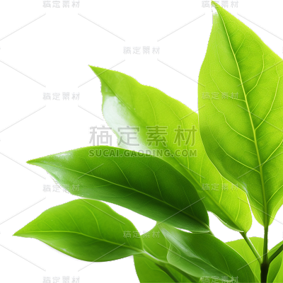 通用绿色植物叶子元素贴纸