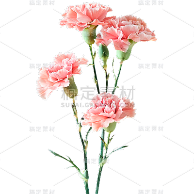 母亲节通用实景康乃馨花朵元素素材