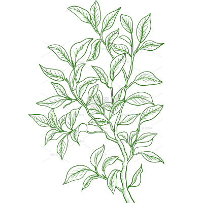 植物系列线条插画古茶树元素