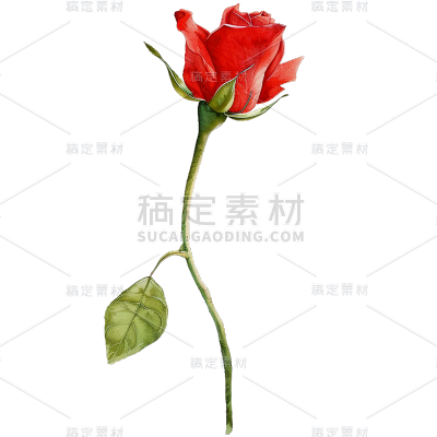 植物通用插画单枝玫瑰元素素材