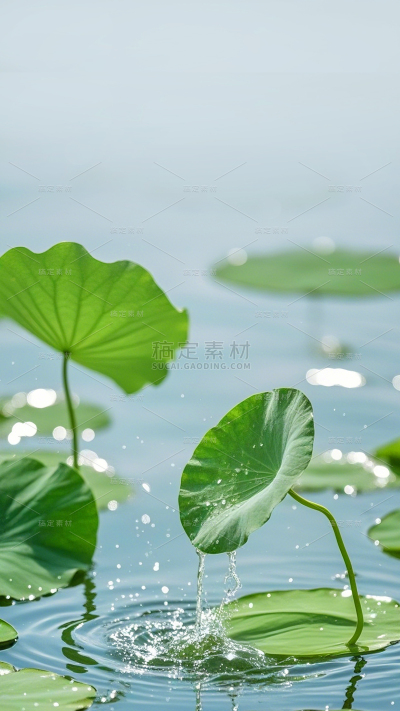 植物系列实景感湖泊小荷叶滴落水滴
