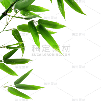 植物通用实景竹叶特写元素素材