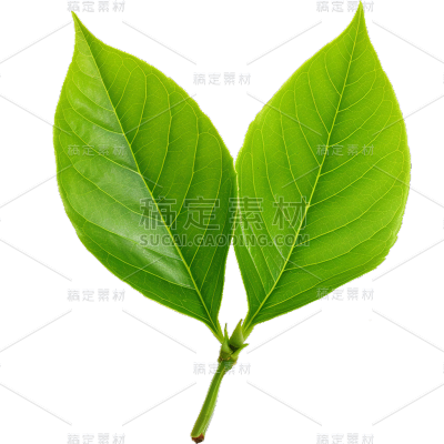 通用绿色树叶植物叶子元素贴纸