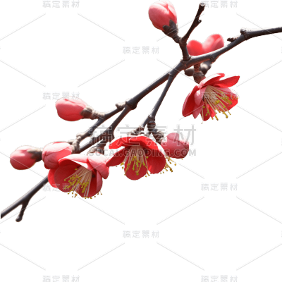 红色梅花
