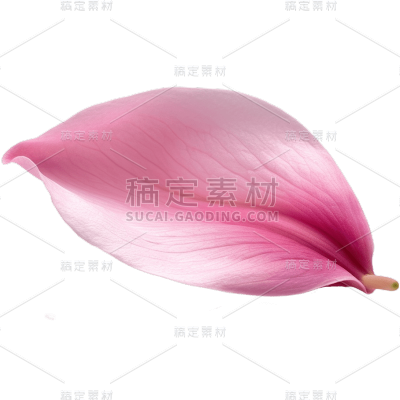 粉色花瓣26