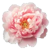 芍药海报