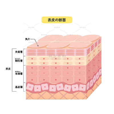 医疗系列插画风皮肤结构分层（td）