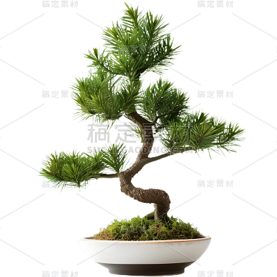 植物实景松树盆栽元素素材