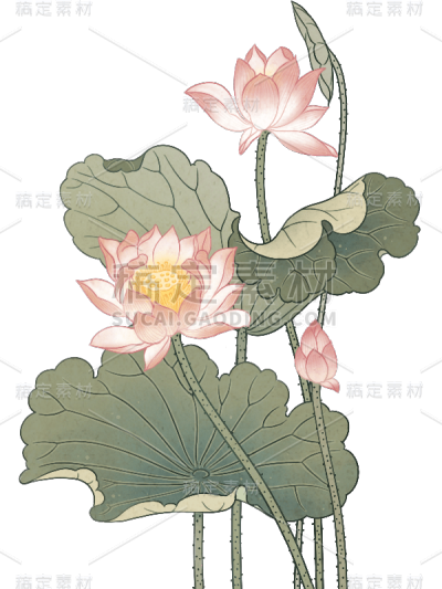 中式中国风古风夏天夏季荷花荷叶植物