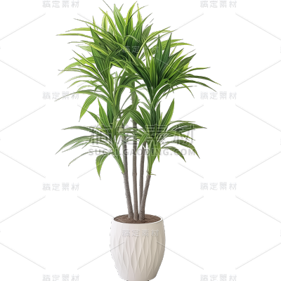 植物通用实景盆栽绿植元素素材