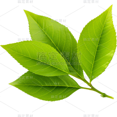 通用绿色植物叶子元素贴纸