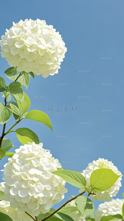 植物系列实景感蓝天阳光下的绣球花