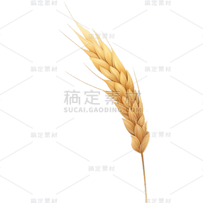 芒种通用写实麦穗元素素材