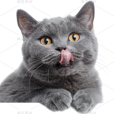 常规系列写实宠物猫通用元素素材