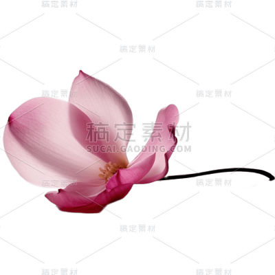 粉色花朵4