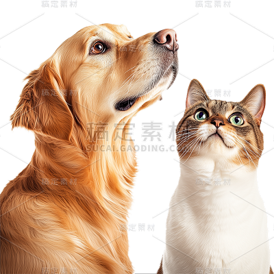 动物系列通用写实猫狗合影