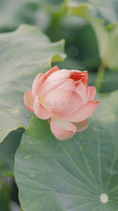 夏日中国风-荷花荷叶通透感写实图片背景