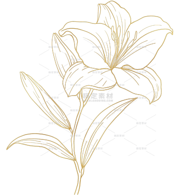 植物系列金箔质感百合花线稿元素