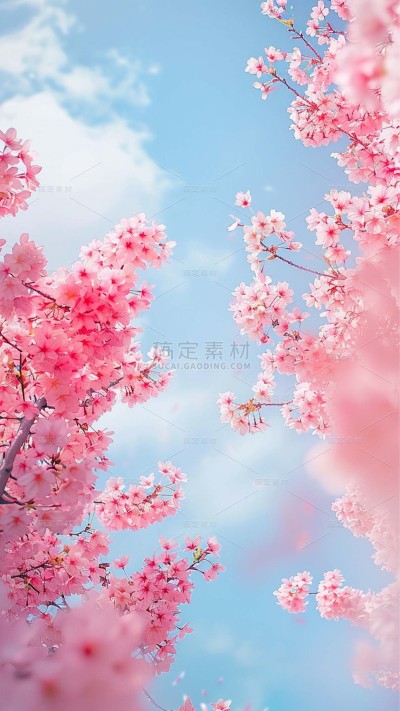 植物通用实景樱花天空仰拍场景背景图片素材