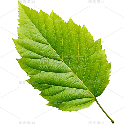 通用绿色树叶植物叶子元素贴纸
