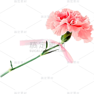 母亲节通用实景康乃馨花朵元素素材