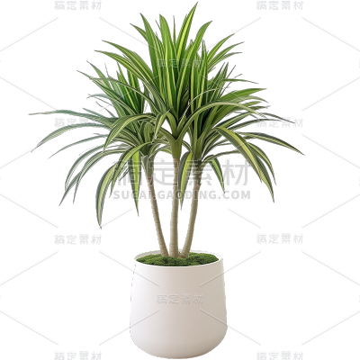 植物通用实景盆栽绿植元素素材