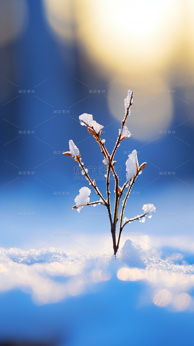 冬天冬季冬日雪景风景植物背景