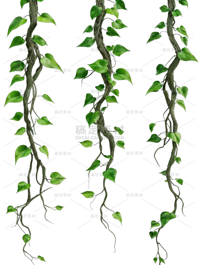 植物系列写实风藤条和叶子缠绕元素