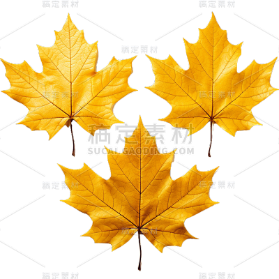 植物叶子枫叶