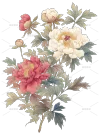 芍药花海报
