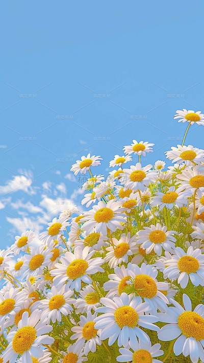 植物实景清新雏菊鲜花背景场景图片素材
